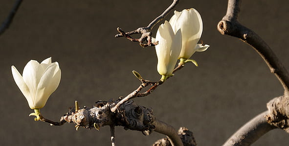 tree with white flowers during daytime thumbnail