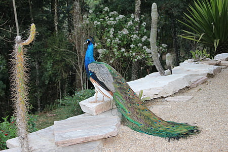 blue and green peacock on stone thumbnail