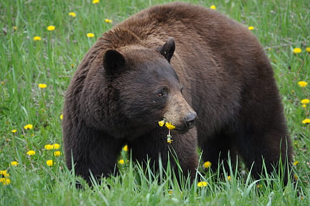 brown bear in grass field at daytime thumbnail