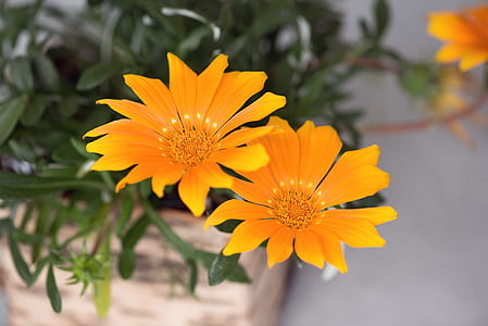 macro shot photography of yellow flowers thumbnail