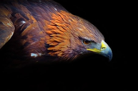 photography of golden eagle thumbnail