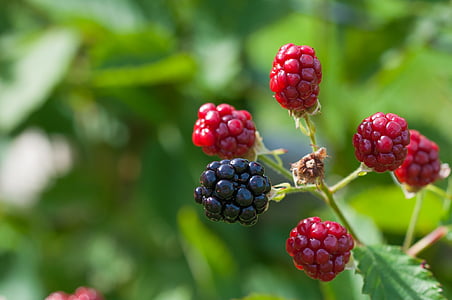 selective focus photography of red raspberries thumbnail