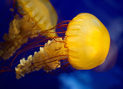 yellow jellyfish thumbnail