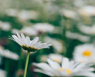 selective focus photography of white daisy flower thumbnail