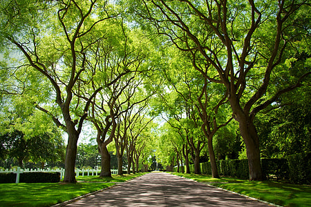 gray pathway surrounded by gray trees thumbnail