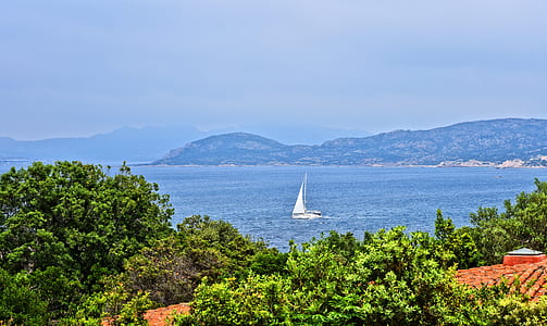 green leafed tree near shoreline thumbnail