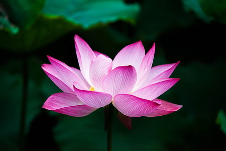 selective focus photography of pink lotus flower thumbnail