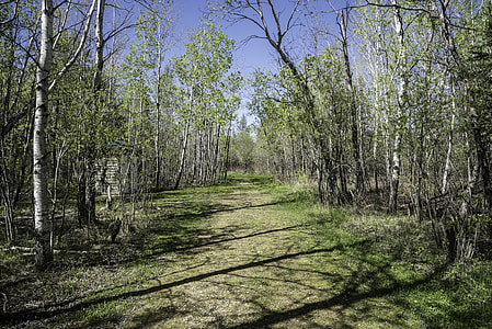 Hiking Trail to the Moose observation tower at Hecla Provincial Park thumbnail