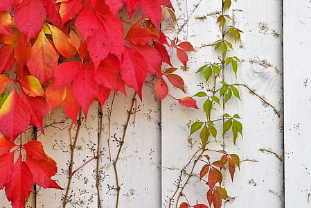 red-and-yellow leaves hanging on white wooden fence thumbnail