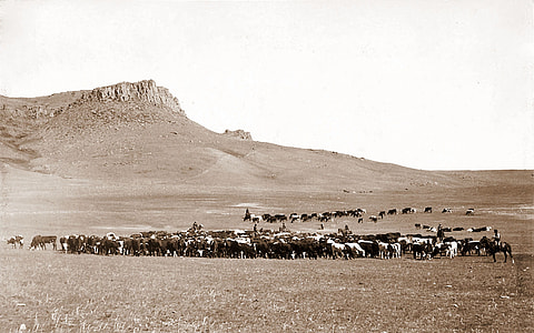 Cattle roundup near Great Falls in Montana in 1890s thumbnail