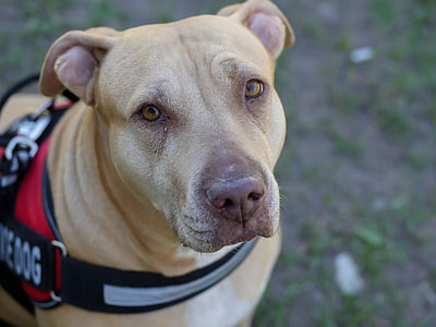closeup photo of short-coated tan dog's face thumbnail