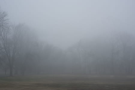 trees covered with fog thumbnail