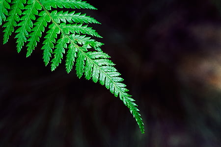 close up photo of green leaf thumbnail