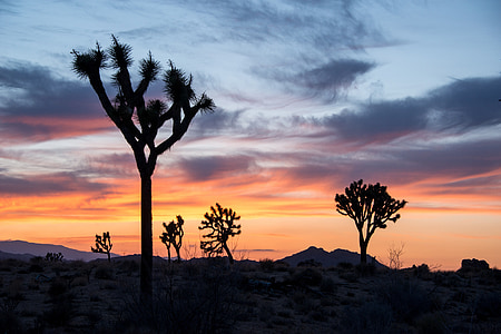 five silhouette of trees during sunset thumbnail