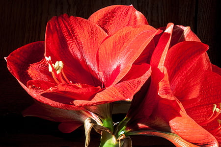 close up photo of red petaled flowers thumbnail