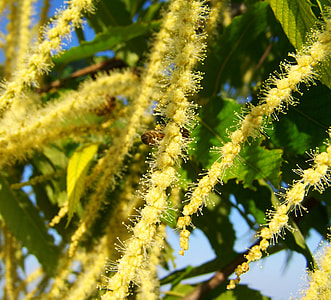 Gentle Chestnut Flower, Yellow Flower thumbnail