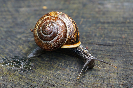 selective focus photography of brown giant snail thumbnail