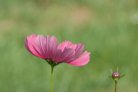 selective focus photography of pink comos flower thumbnail