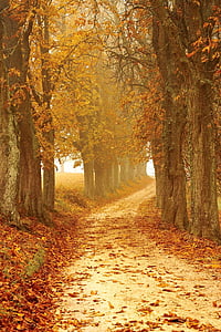 brown leaf trees thumbnail