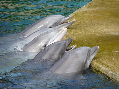 four dolphins beside green concrete floor thumbnail
