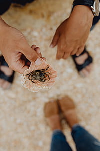 Dry dead crab at the beach thumbnail