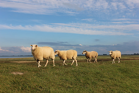 four walking sheeps during daytime thumbnail