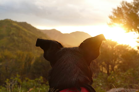 black dog watching the sunset thumbnail