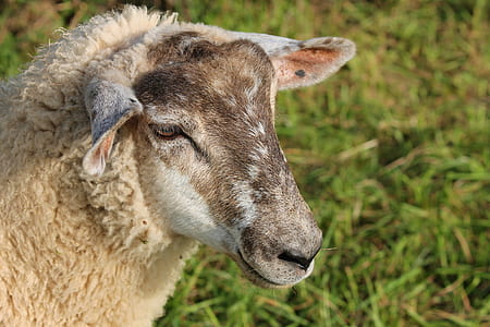 shallow focus photography of sheep thumbnail