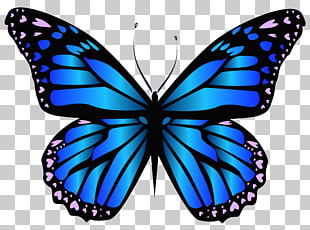 Butterfly Purple Blue , Blue Butterfly Clipar , blue and pink butterfly illustration PNG clipart