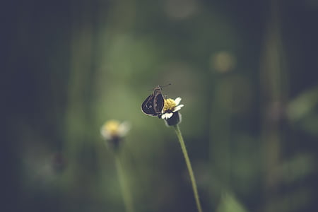 black butterfly perched on white petaled flower at daytime thumbnail