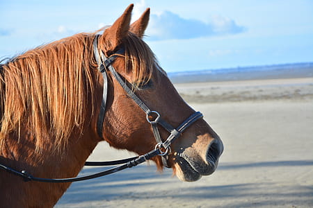 brown horse thumbnail