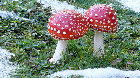 two red mushrooms thumbnail