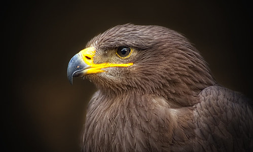 brown and gray eagle photo during daytime thumbnail