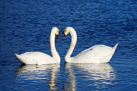 mute swan couple facing each other while floating in the middle of body of water thumbnail