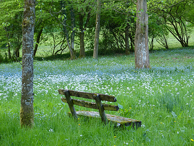 brown bench on grass field thumbnail