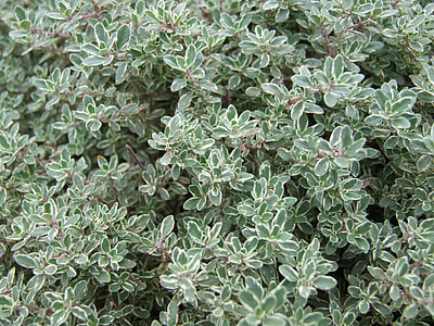 green leafed plant thumbnail