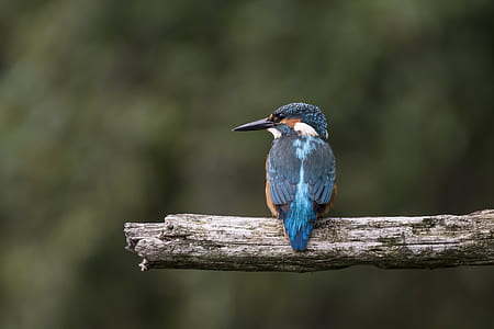 blue and brown hummingbird perched on branch thumbnail
