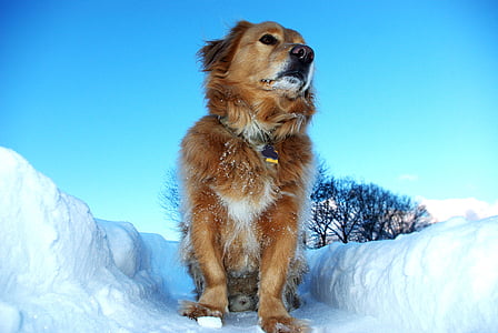 medium short-coated tan dog on snow coated area thumbnail