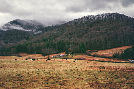 plains beside forest at daytime nature photography thumbnail