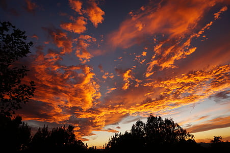 tree silhouette during sunset thumbnail
