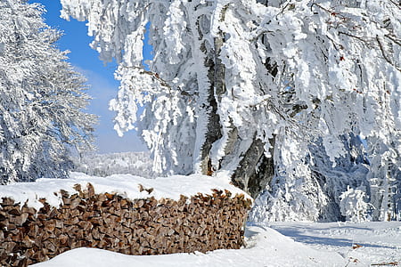 brown fire woods thumbnail