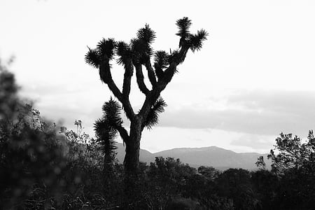 grayscale photo of tree thumbnail