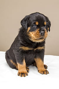 mahogany Rottweiler puppy thumbnail