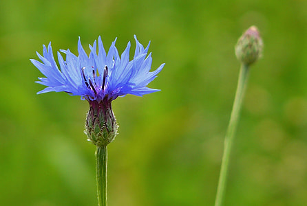 blue Cornflower in bloom thumbnail
