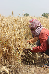 man holding the wheat plant thumbnail