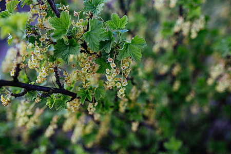 Close-ups of leaves, flowers and fruit on trees, part 1 thumbnail