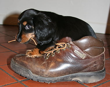 black and brown puppy biting shoe lace thumbnail