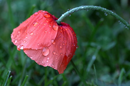red poppy flower with water droplets thumbnail