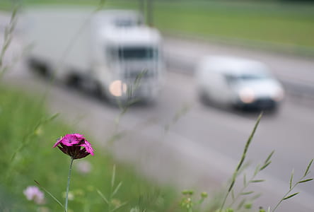 purple flower on hill thumbnail