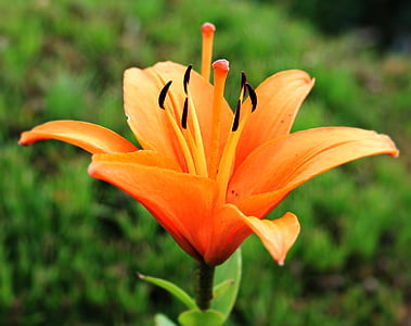 orange lily flower thumbnail